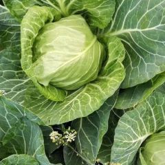 沛县大量供应甘蓝