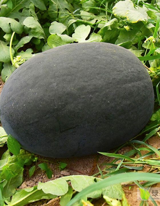 黑皮无籽西瓜产地批发