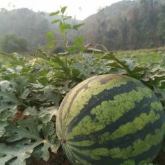 厂地直销 老挝普卡 精品甜王西瓜大量现货