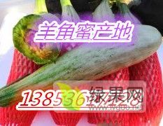 山东潍坊大量供应精品羊角蜜甜瓜