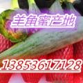 山东潍坊大量供应精品羊角蜜甜瓜