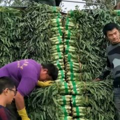 山东兰陵县万亩莴笋
