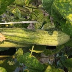 山东省维坊市昌乐县七一绿宝，羊角蜜