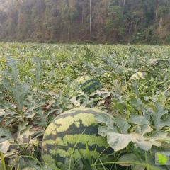 老挝普卡西瓜大量现货