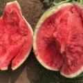 大量供应8424,美都，冰糖麒麟大棚种植无籽