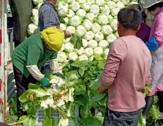 山东省沂南县，最大的蔬菜种植基地，本人常年，经营，黄瓜白菜，莴苣，芹