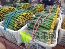 2020年河南夏邑中农106黄瓜价格