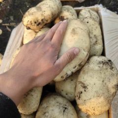 石屏土豆大量上市