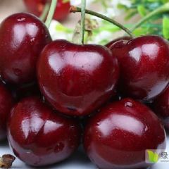 青岛大樱桃上市