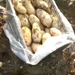 凌海土豆六月二十号大量上市