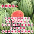 保熟保甜早春红玉西瓜，红玉西瓜，产地直销