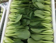 山东曹县万亩上海青小油菜，小白菜，常年供货，保质保量