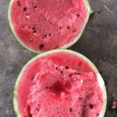 无籽甜王，甜王西瓜，黄河密