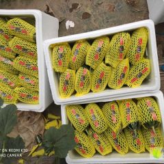 博洋61 博洋9 绿宝 星甜 羊角蜜大量上市