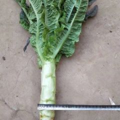 沂南的莴上市了，质量好，价格随行就市。