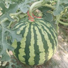 云南美都麒麟西瓜四月中旬大量上市