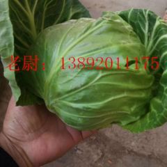 春季甘蓝以上市