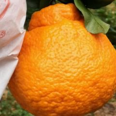 产地丑柑农户低价批发 量大货好