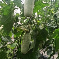 山东羊角蜜甜瓜，产地直销