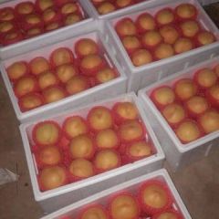 河南商丘虞城大量黄金蜜蟠桃