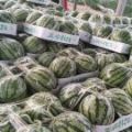 夏邑8424西瓜，精品美都，物美价廉