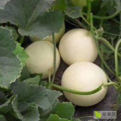 早雪0287白圆瓜大量上市了