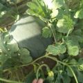 大量批发西瓜，价格便宜，产地采购