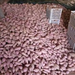 湖北红薯大量供货中！