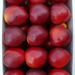 2020年油桃基地桃子即将上市 收购商请与我联系