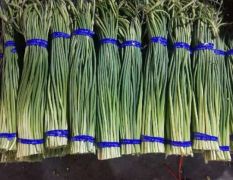 金乡县红帽蒜苔，低价出售，保证质量，冷库直销。