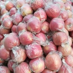 山西运城冰糖心苹果价格