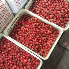 圣女果开始上市了，欢迎各地客商联系我，来本地收购