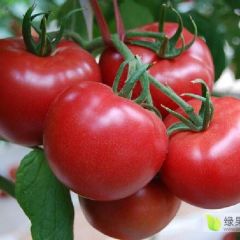 色泽鲜艳的西红柿