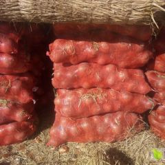 甘肃省酒泉市玉门市黄皮洋葱供应