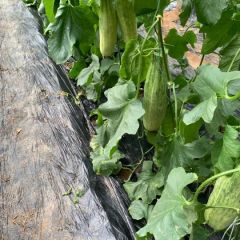 羊角蜜甜瓜产地