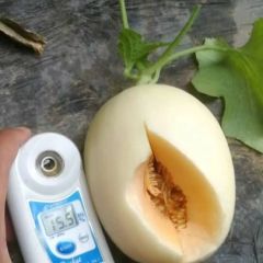 山东莘县香瓜甜瓜大量上市