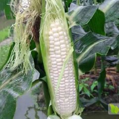 可以生吃的水果甜玉米