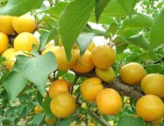 陆地自然成熟新疆小白杏，山东珍珠油杏