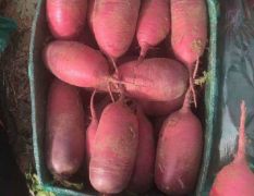 紫美人水果萝卜和凤梨水果萝卜