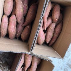 板栗红薯 西瓜红薯 提供电商 一件代发 基地直发