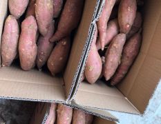 板栗红薯 西瓜红薯 提供电商 一件代发 基地直发