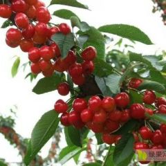 山东大樱桃基地批发现摘现发