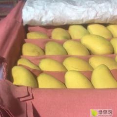 新鲜芒果大量批发