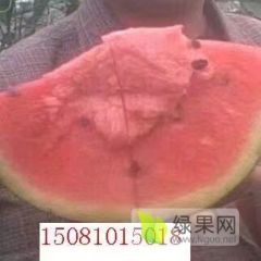 河北大名甜王西瓜大量上市