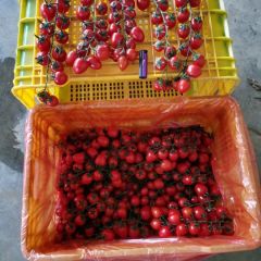 中国广西田阳圣女果优质基地