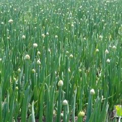 寻找大量收购大葱客户