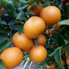 潮州柑，阳山桔，红皮年桔，春甜桔