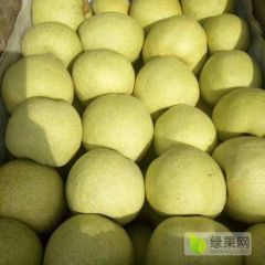 出售优质酥梨