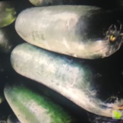 广西南宁市冬瓜即将上市了！