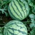 夏邑县特产8424